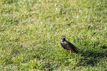 On a sunny day, the starling looks for food in the green grass.