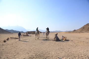 camels in the desert