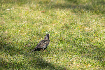On a sunny day, the starling looks for food in the green grass.