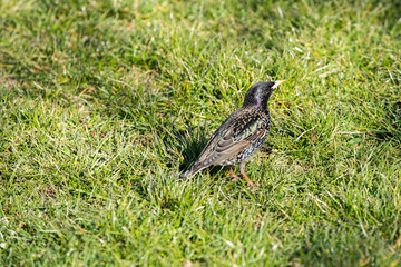 On a sunny day, the starling looks for food in the green grass.