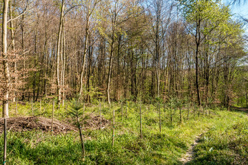 Wiederaufforsten und neuanpflanzen im Mischwald