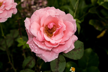Pink rose