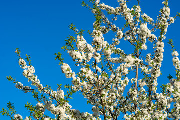 The blossoms of a plum tree on a sunny day