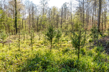 Wiederaufforsten und neuanpflanzen im Mischwald