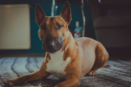 Bull terrier
