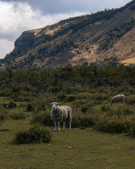 Borregos, Oveja mirando