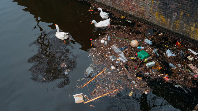 Amsterdam city trash and plastic bottles in water canal and white swans feed from garbage in river. Environment pollution.