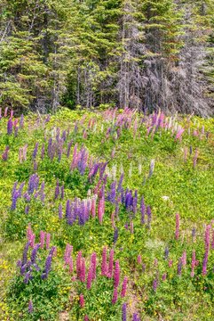 Lupines along Transcanda Highway 17 between Thunder Bay and Nipigon, Ontario