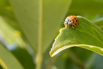 Asian harlequin ladybird sits in a green plant