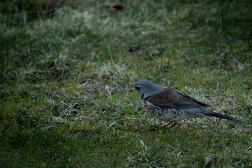 Kwiczoł, Turdus pilaris, średniej wielkości ptak wędrowny z rodziny drozdowatych