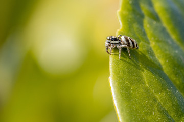 tiny zebra spider sits in a green plant and waits for prey
