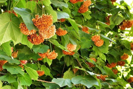 Dombeya x Cayeuxii at the Botanical Garden of Lisbon