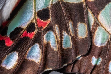 Fotobehang Close-up van The Common Jay Butterfly vleugel detail en textuur, The Common Jay Graphium doson axino C &amp  R Felder, 1864 © miraclebuggy