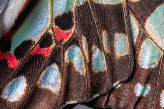 Close up of The Common Jay Butterfly wing detail and texture,The Common Jay Graphium doson axino C & R Felder, 1864