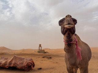 Camello en el Desierto del Sahara en Marruecos