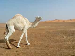 Camello en el Desierto del Sahara en Marruecos