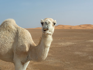 Camello en el Desierto del Sahara en Marruecos