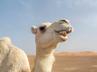Dromedario en el Desierto del Sahara