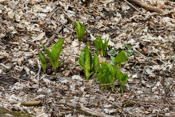 Skunk cabbage emerging from the leaves on the forest floor on a south-facing hill. 