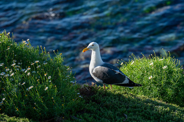seagull in the grass