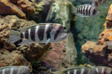 The frontosa Cichlid, humphead Cichlid (Cyphotilapia frontosa) in freshwater aquarium, the cichlid...