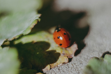 ladybug