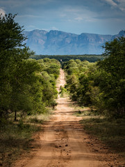 A lonely trail in the Kruger national park in South Africa