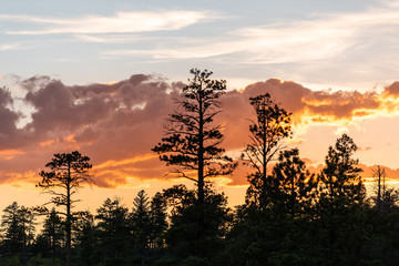 Pine tree silhouette in Paria view overlook with beautiful twilight dark orange sky with clouds in Bryce Canyon National Park after sunset