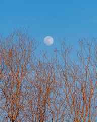 Abstract background of moon and tree branches