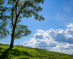 Obraz premium A silhouetted oak tree on a green hill with clouds and blue sky in the background.