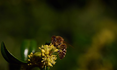 A small honeybee sits on a yellow flower against a green background with space for text