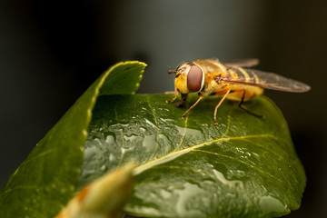 Closeup of an insect on a plant in the garden