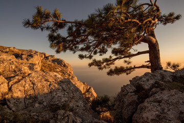 An old powerful tree in the Crimea. Tree on mount AI-Petri. Evening landscape.