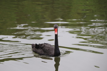 beautiful black Swan floating on the a lake surface  in Chengdu