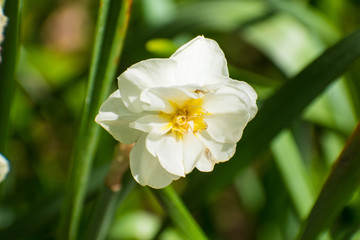 Small yellow daffodil flowers