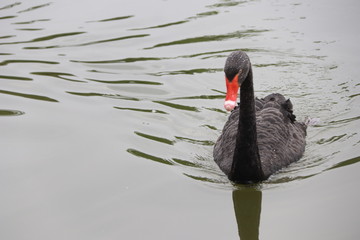 Naklejka premium beautiful black Swan floating on the a lake surface in Chengdu