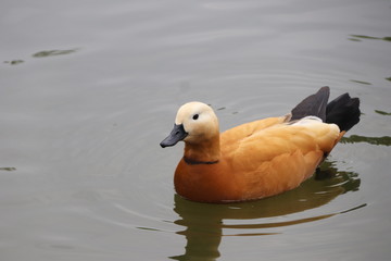 beautiful duck floating on the a lake surface in Chengdu