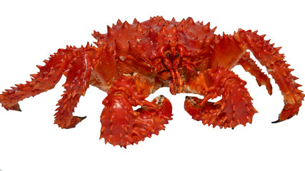 Isolated raw Kamchatka red king crab.