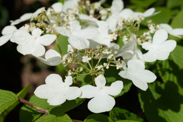 white flowers in the spring