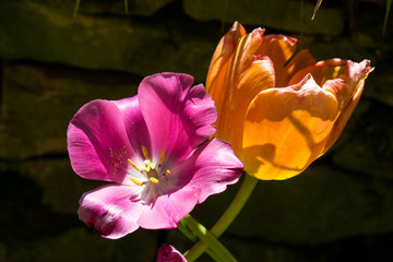 pink tulip flower