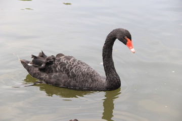 beautiful black Swan floating on the a lake surface  in Chengdu