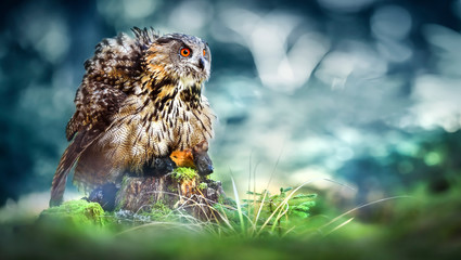 Eurasian Eagle-Owl sitting with prey on moss stump in magic forest.