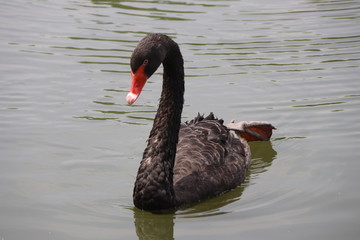 Fototapeta premium beautiful black Swan floating on the a lake surface in Chengdu