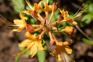yellow and orange flower