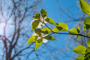 green leaves on blue sky