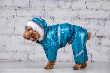 Small funny dog of brown color with curly hair of toy poodle breed posing in clothes for dogs. Subject accessories and fashionable outfits for pets. Stylish overalls, suit for cold weather for animal © Elizaveta