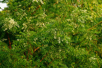 Azadirachta indica, commonly known as neem, nimtree or Indian lilac.