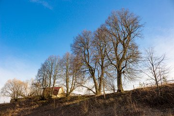 Landscape with trees on a hill on a background of blue sky in the countryside
