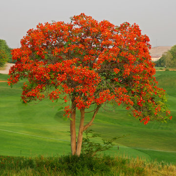  flame tree full of red fiery flowers on spring season