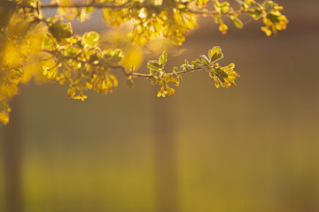 Obraz premium A branch of a blossoming tree in a spring garden at sunset